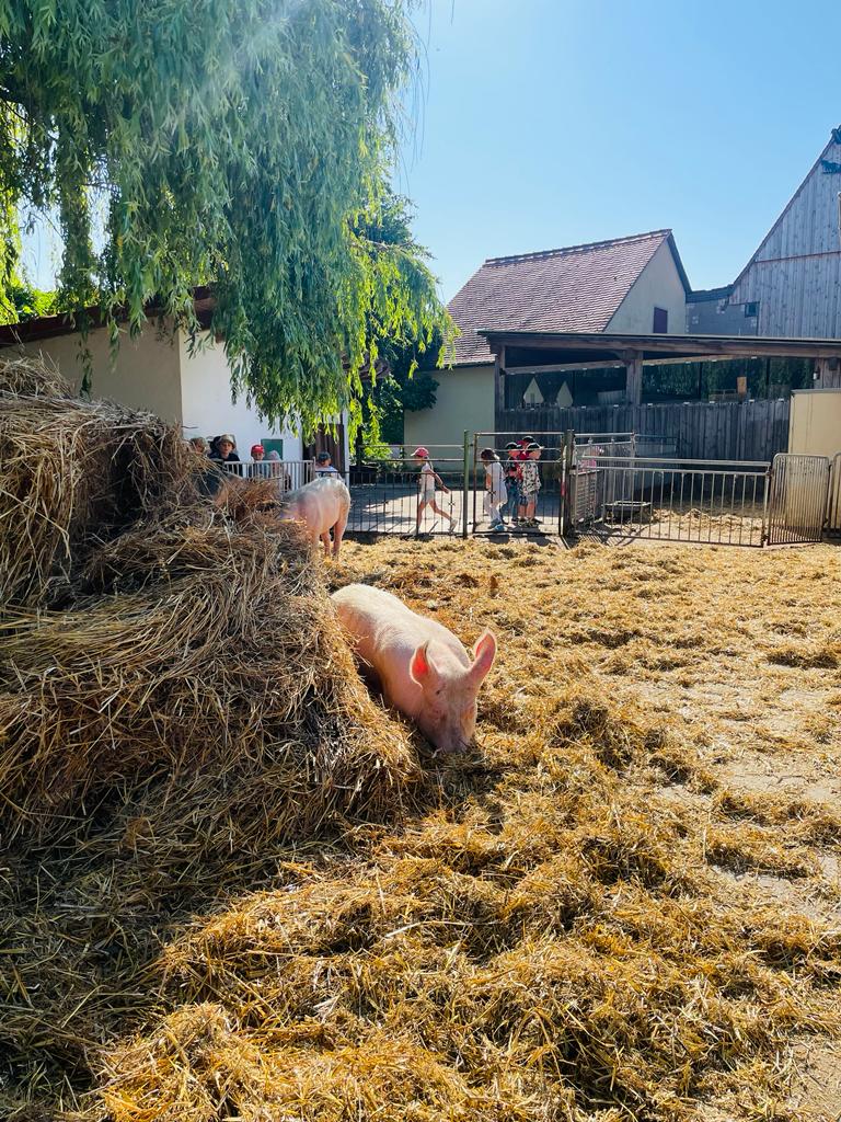 Ausflug zum Bauernhof Juni 2023