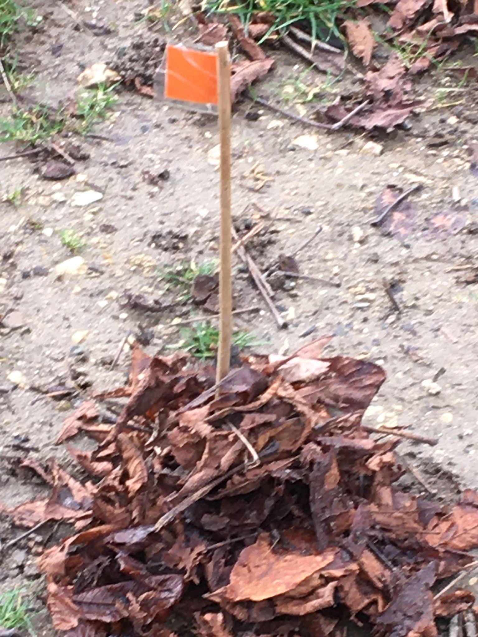 Natur Spur Projekt der Pusteblumenkinder